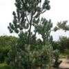 Thumbnail #1 of Leucadendron argenteum by palmbob