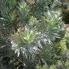 Thumbnail #2 of Leucadendron argenteum by palmbob