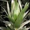 Thumbnail #4 of Leucadendron argenteum by Kell