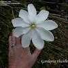 Thumbnail #3 of Gardenia thunbergia by rareplantbroker