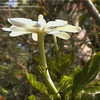 Thumbnail #5 of Gardenia thunbergia by katrinas