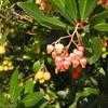 Thumbnail #2 of Arbutus unedo by philomel