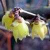 Thumbnail #2 of Chimonanthus praecox by Carkeekfish