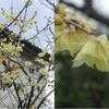 Thumbnail #5 of Chimonanthus praecox by Tomtom