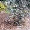 Thumbnail #1 of Eucalyptus kruseana by palmbob