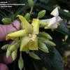 Thumbnail #3 of Hymenosporum flavum by palmbob