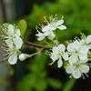 Thumbnail #1 of Prunus angustifolia by Floridian