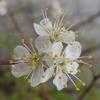 Thumbnail #2 of Prunus angustifolia by Floridian