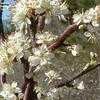 Thumbnail #3 of Prunus angustifolia by willbike