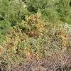 Thumbnail #3 of Heteromeles arbutifolia by PotEmUp