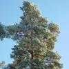 Thumbnail #2 of Pinus sylvestris by Evert