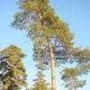Thumbnail #1 of Pinus sylvestris by Evert