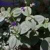 Thumbnail #1 of Tibouchina heteromalla by Yuji3