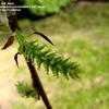 Thumbnail #3 of Salix x pendulina by Jeff_Beck