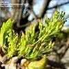 Thumbnail #4 of Fraxinus pennsylvanica by Jeff_Beck