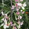 Thumbnail #2 of Bauhinia monandra by htop