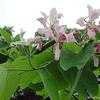 Thumbnail #4 of Bauhinia monandra by htop