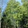 Thumbnail #1 of Populus tremuloides by PotEmUp