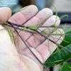 Thumbnail #5 of Prosopis chilensis by palmbob