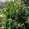 Thumbnail #2 of Calophyllum antillanum by palmbob