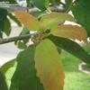Thumbnail #3 of Quercus polymorpha by joebloom