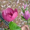 Thumbnail #3 of Magnolia  by plantfreak78