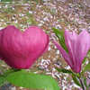 Thumbnail #2 of Magnolia  by plantfreak78