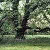 Thumbnail #2 of Aesculus hippocastanum by kennedyh