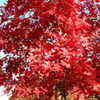 Thumbnail #5 of Quercus coccinea by growin