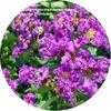 Thumbnail #1 of Lagerstroemia indica by arcadon