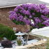 Thumbnail #3 of Lagerstroemia indica by EvilWoman