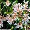 Thumbnail #1 of Nerium oleander by Happenstance