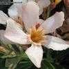 Thumbnail #5 of Nerium oleander by Xenomorf