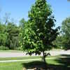 Thumbnail #2 of Magnolia acuminata by slyperso1
