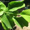 Thumbnail #3 of Magnolia acuminata by slyperso1