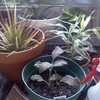 Thumbnail #4 of Dracaena marginata by sp525f