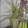 Thumbnail #1 of Dracaena marginata by sweezel