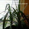 Thumbnail #5 of Dracaena marginata by millerat