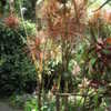 Thumbnail #3 of Dracaena marginata by palmbob