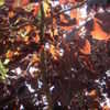 Thumbnail #4 of Prunus virginiana by plutodrive