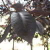 Thumbnail #5 of Prunus virginiana by plutodrive