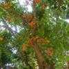 Thumbnail #1 of Castanospermum australe by palmbob