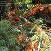 Thumbnail #3 of Castanospermum australe by palmbob
