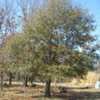 Thumbnail #4 of Quercus laurifolia by killdawabbit