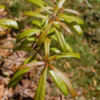 Thumbnail #2 of Quercus laurifolia by growin
