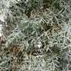 Thumbnail #3 of Cupressus glabra by GardenGuyKin