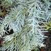 Thumbnail #1 of Cupressus glabra by bootandall