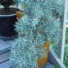 Thumbnail #5 of Cupressus glabra by empressjoan