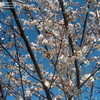 Thumbnail #4 of Prunus x yedoensis by DonnaMack
