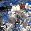 Thumbnail #5 of Prunus x yedoensis by slyperso1